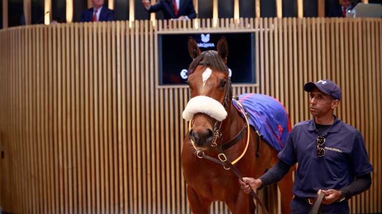 Peter and Ross Doyle struck for a full-brother to Ten Sovereigns