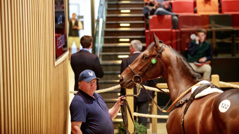 Anthony Stroud landed a colt by Sea The Moon from Powerstown Stud for €350,000