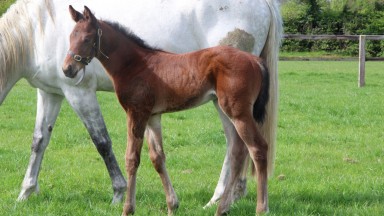 Piercetown Stud's Sands Of Mali colt out of Summer Dove
