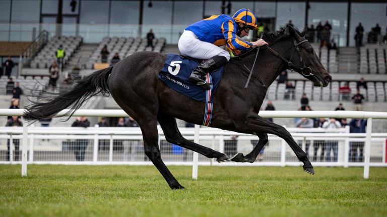 Meditate: Curragh maiden winner lines up in a Naas Group 3 for trainer Aidan O'Brien