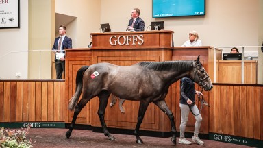Lot 38: the record-breaking son of Adlerflug sells for £200,000