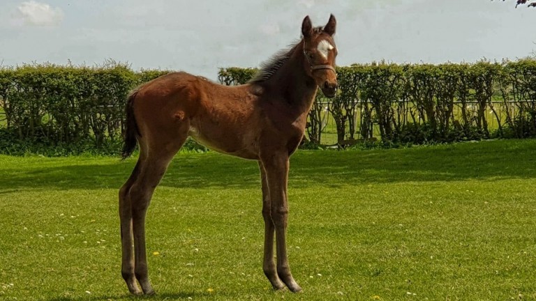 Indy is pictured as a two-week old filly foal, by Wusool out of Audley. "Wusool is stamping his stock tremendously here at Lilling Hall farm," reports Gary Sanderson