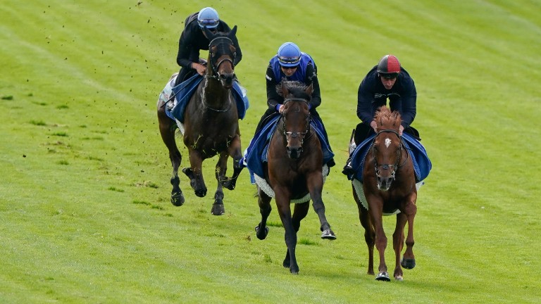 Nahanni (right) and Walk Of Stars (centre) worked at Epsom on Monday morning