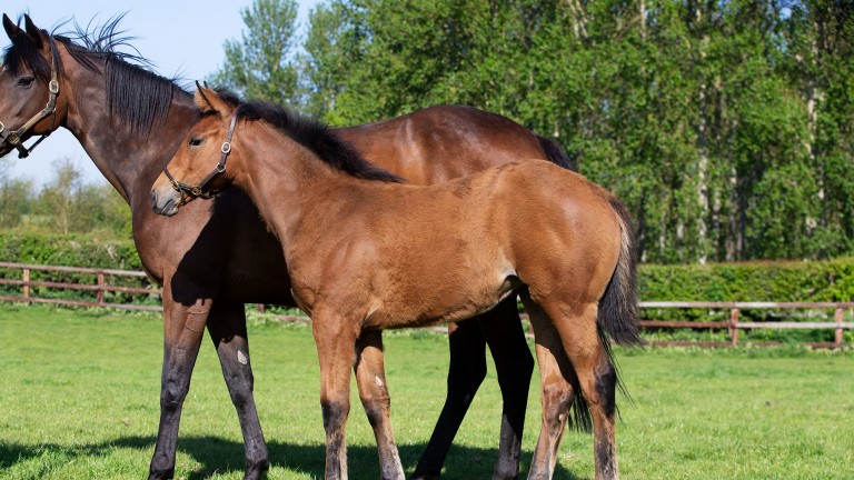 Plantation Stud's Earthlight filly out of the stakes-placed Achnaha