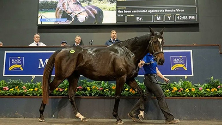 Godolphin's Tangier sells to Coolmore for A$1.3 million