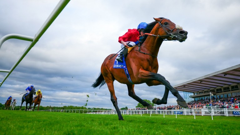 Bay Bridge: could have a big chance if back to the form of his Brigadier Gerard success