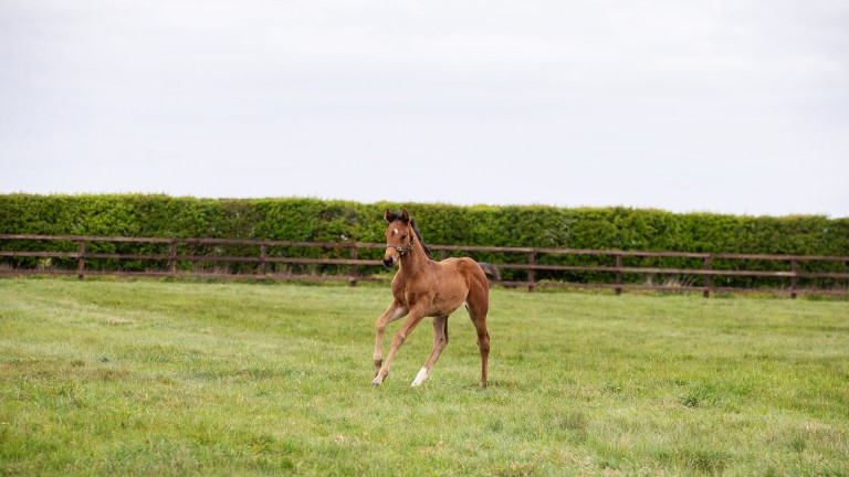 Old Mill Stud's Ghaiyyath filly out of Hyper Dream, a daughter of 1,000 Guineas winner Virginia Waters
