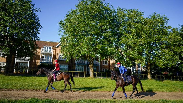Artorius (right): settling into life in Newmarket ahead of Royal Ascot