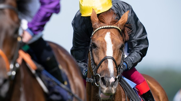 Stradivarius and Frankie Dettori appeared recently in a bid to win a fourth Gold Cup at Ascot