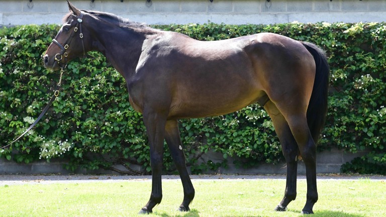 Lot 322: Gelding by Getaway out of a half-sister to Cue Card