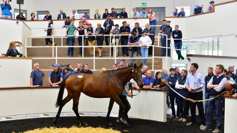 The Kapgarde filly in the ring at Tattersalls Ireland