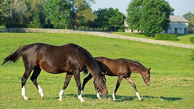 Hollywood Story, pictured with her Tapit filly in 2020, has died at the age of 21