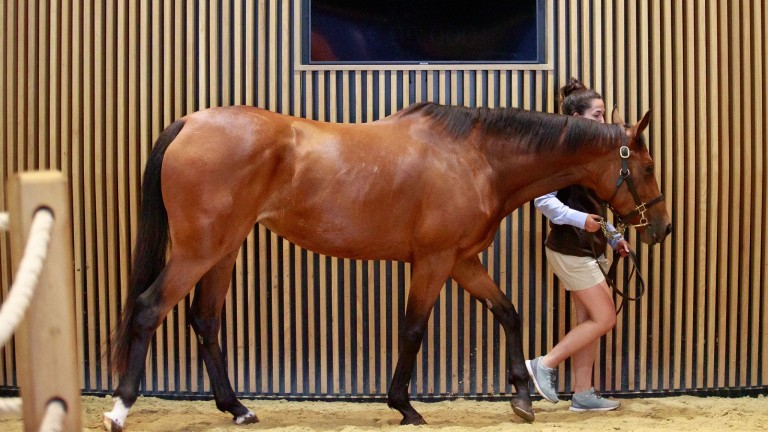 Jose Delmotte goes to €135,000 for Lyra Star, a regally-bred daughter of Frankel in foal to Darley's Victor Ludorum