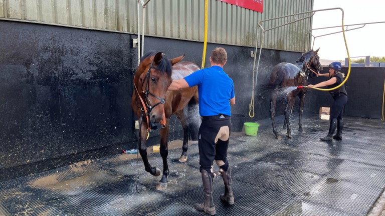 Horses at Olly Murphy's yard are washed and cooled down on Monday morning
