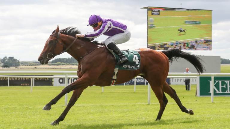 Impressive Phoenix Stakes winner Little Big Bear will head to the National Stakes at the Curragh next month