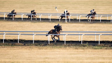 Horses exercise up the parched gallops on Warren Hill Newmarket 8.8.22 Pic: Edward Whitaker