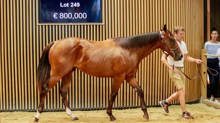 The Kingman colt who led trade for a good while on Monday
