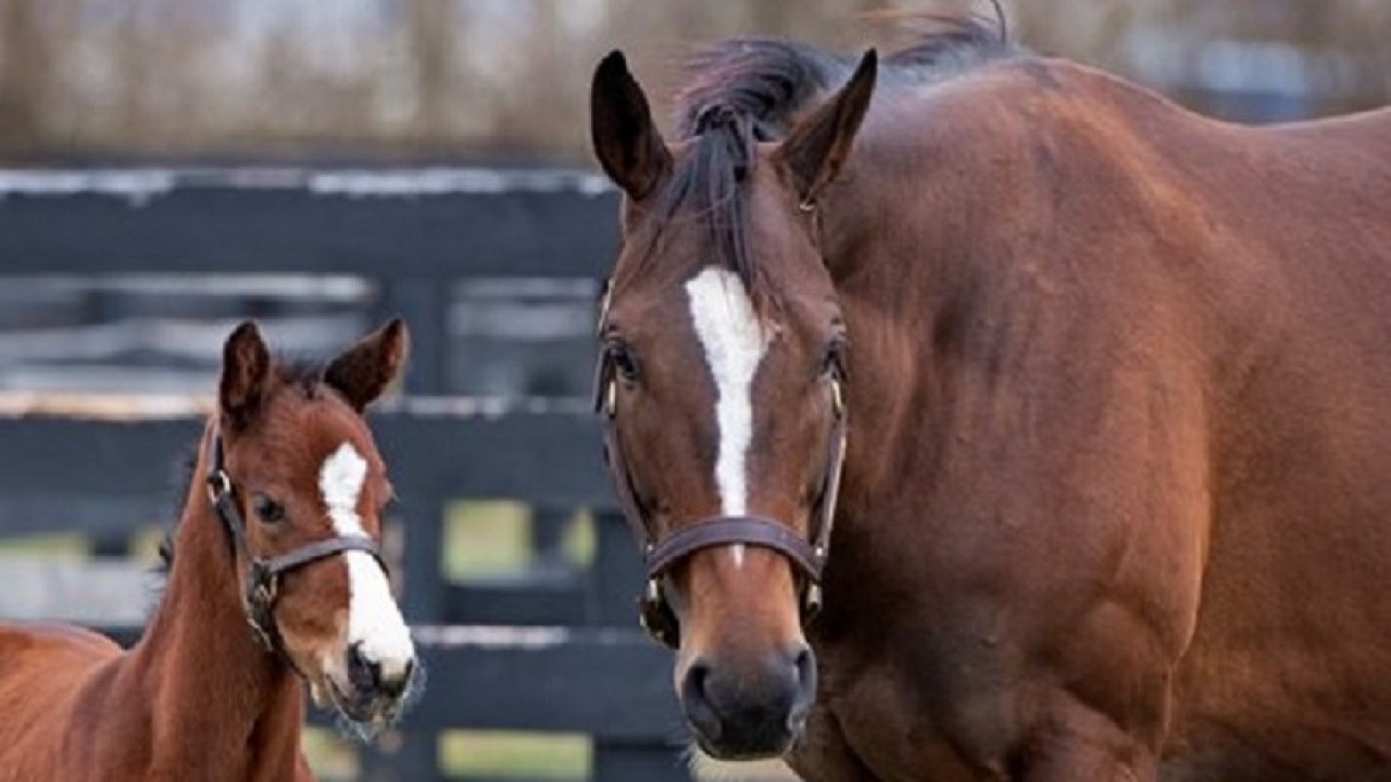 'You'd think we won the Grand Prix' Justify's first foal thrills