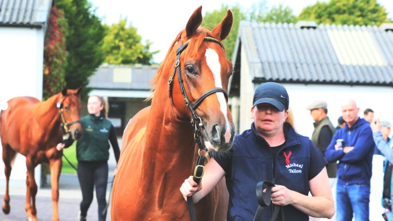 Le Havana Golden Colt qui a suivi le chemin de Kevin Ross pour 95 000 euros