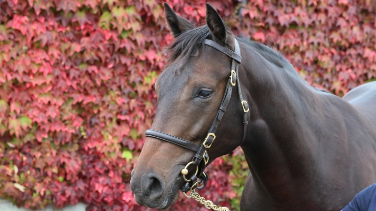 The Bated Breath colt poses alongside the famous Boston Ivy at Tattersalls Ireland
