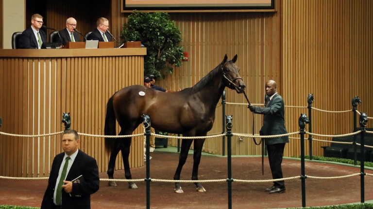 The Violence colt who sold to James Zahler for $220,000