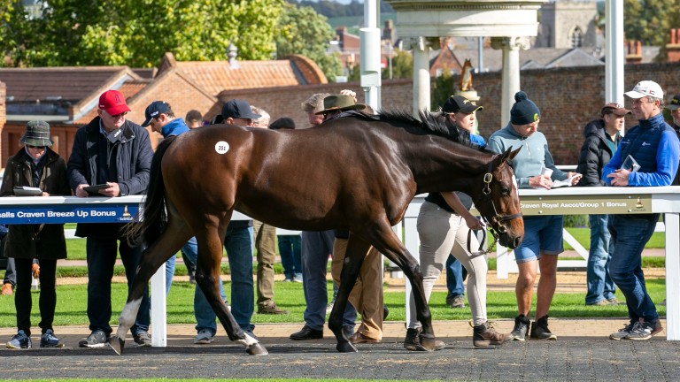 Lot 201: the Frankel filly out of Shambolic strides out in the Park Paddocks parade ring