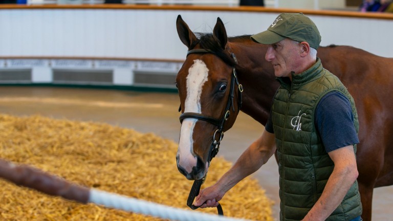 Lot 238: the Frankel colt out of Sweepstake sells for 2,400,000gns