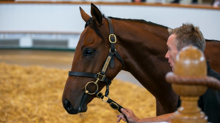 Urban Fox's Dubawi colt was bought by Godolphin