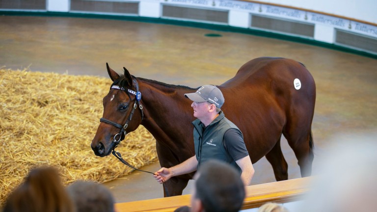 The Frankel colt out of So Mi Dar becomes the most expensive yearling of the year at 2,800,000gns
