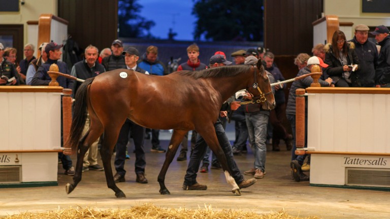 Day three's top lot in the Tattersalls ring