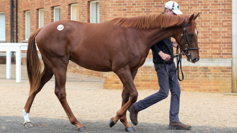 The New Bay colt out of Fact Or Folklore who was hammered down for 425,000gns