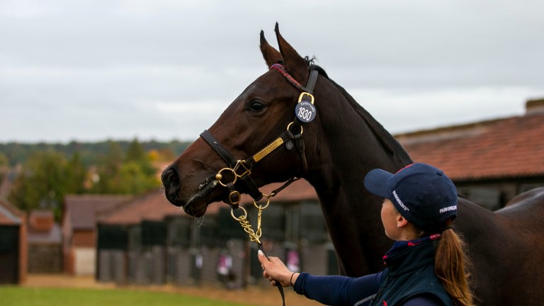 Lot 1,930: the Zoustar filly strikes a pose after selling for 77,000gns
