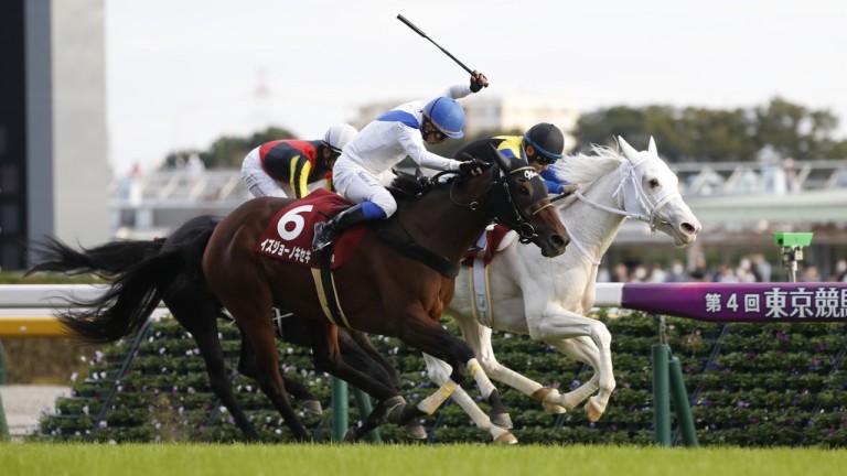 伊豆城のキセキソダシと府中牝馬が日本のレースで動揺 | ブラッドストックニュース