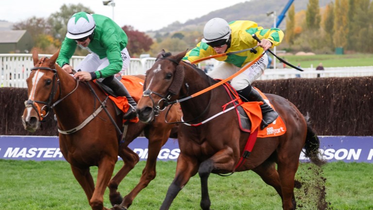 Dads Lad (green) and Effernock Fizz (yellow): Scored in Britain this month against fancier rivals trained in Britain
