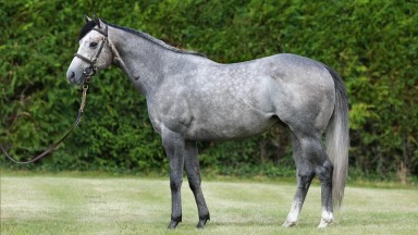 Havana Grey: sire of five first-crop stakes winners