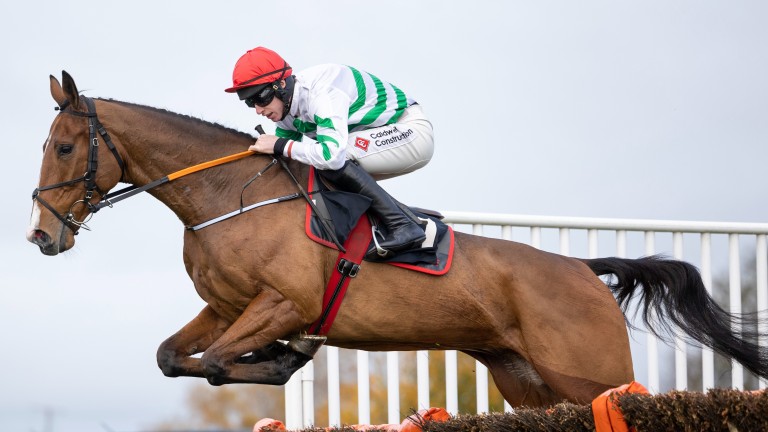 American Mike: made a winning hurdling debut at Down Royal and is 7-1 for Cheltenham