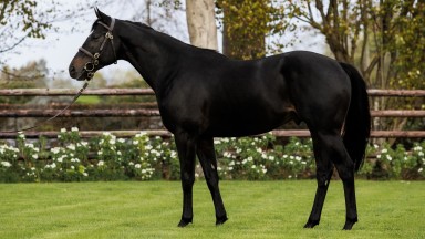 Texas: stakes-winning and Classic-placed son of Wootton Bassett has been recruited to stand at Haras du Hoguenet