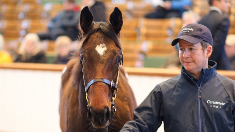 Carisbrooke Stud's Bated Breath filly made a strong early impression at 80,000gns