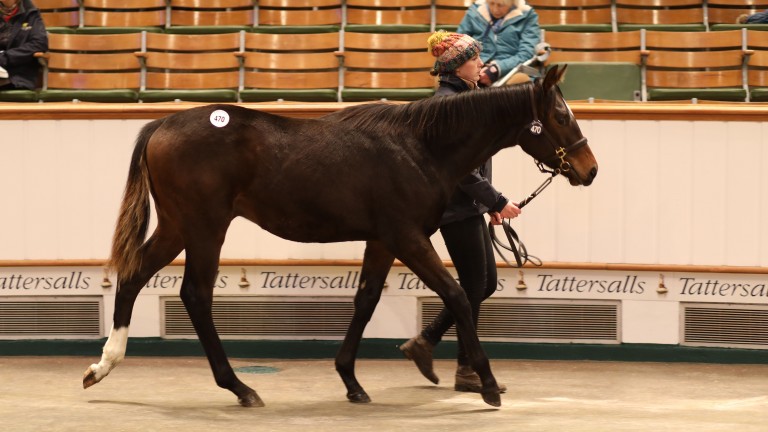 Lot 470: The Sergei Prokofiev colt out of Music Lesson brings 72,000gns