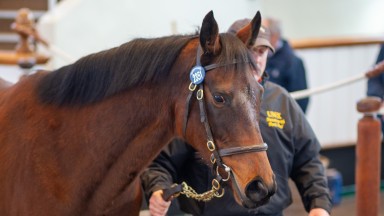 Pulitzer: well-related Kodiac mare made 50,000gns to Tegbir Brar and Gaurav Rampal at the Tattersalls December Mares Sale