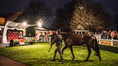 Brook Bay: winning son of Affinisea tops the Goffs Tingle Creek Sale at £380,000