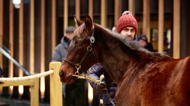 Lot 166: the half-sister to Treve who sold to Juddmonte for €675,000 on Saturday