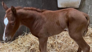 Oakgrove Stud's Kameko filly out of the multiple Listed-placed Al Kazeem mare Golden Spell