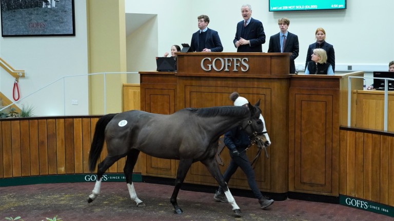 The Glancing Queen takes her turn in the ring at Goffs UK