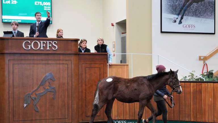 The Nube Negra sibling who topped weanling trade at £75,000